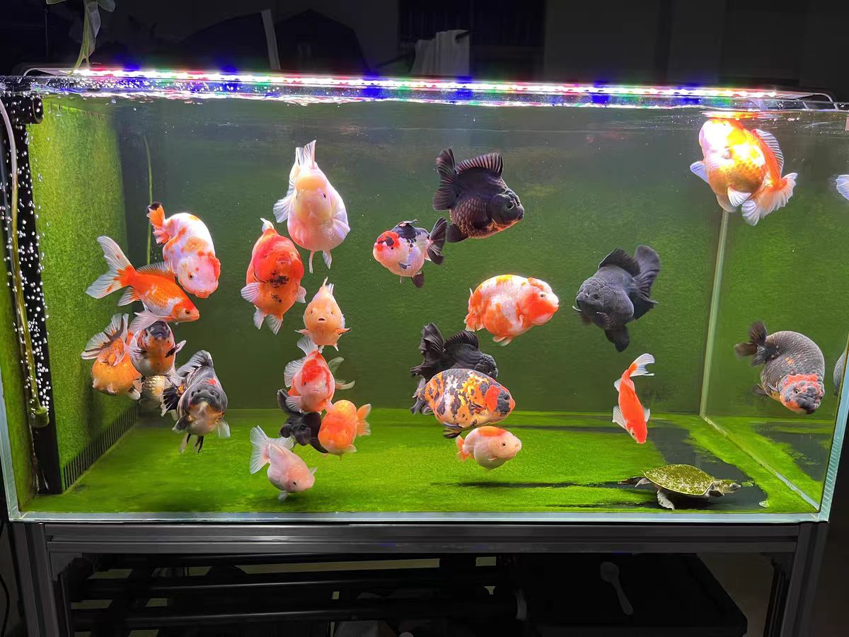 Светодиодный светильник для ак – обзор и цена Aquarium Marine Clearwater